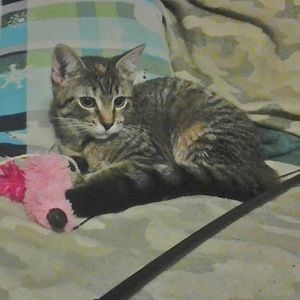 Meet your Posher, Kenzie